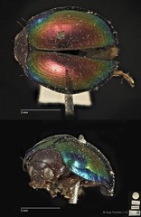 Acrocrypta aureipennis • © Ang Yuchen • CC BY 4.0