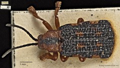 Agonita sp. "cf. undata" • © Ang Yuchen • CC BY 4.0