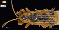 Agonita decorata • © Ang Yuchen • CC BY 4.0