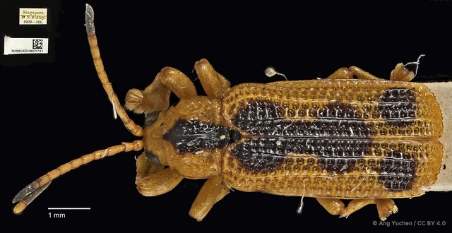 Agonita decorata • © Ang Yuchen • CC BY 4.0