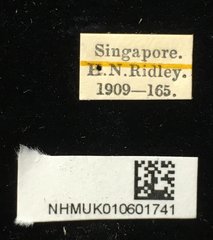 Agonita decorata • All Rights Reserved Museum Label