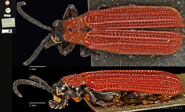 Agonita wallacei • © Ang Yuchen • CC BY 4.0