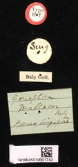 Agonita wallacei • All Rights Reserved Museum Label