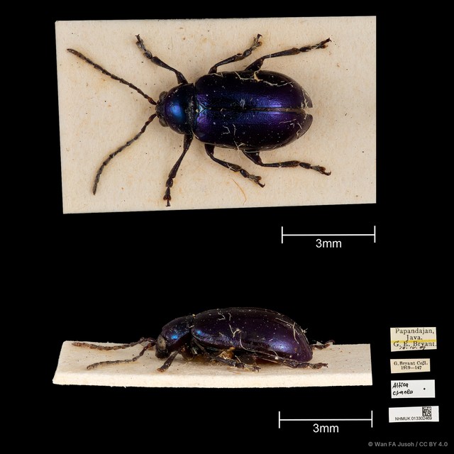 Altica cyanea • © Wan FA Jusoh • CC BY 4.0