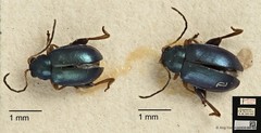 Aphthona strigosa • © Ang Yuchen • CC BY 4.0