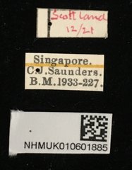 Aphthona strigosa • All Rights Reserved Museum Label