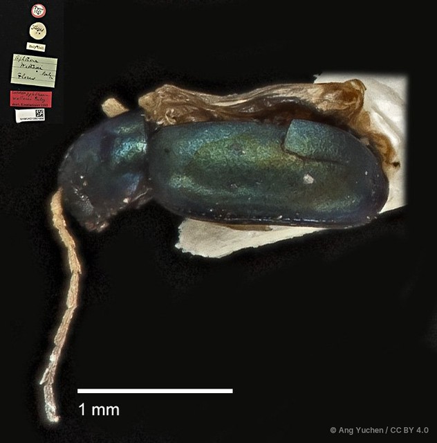 Aphthona strigosa