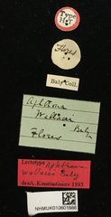 Aphthona strigosa • All Rights Reserved Museum Label