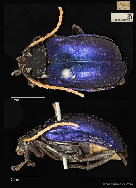 Aplosonyx albicornis • © Ang Yuchen • CC BY 4.0