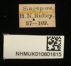 Aplosonyx albicornis • All Rights Reserved Museum Label