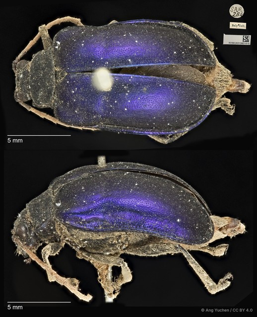 Aplosonyx albicornis