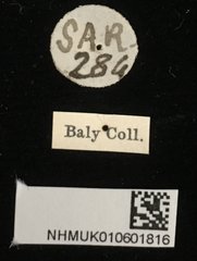 Aplosonyx albicornis • All Rights Reserved Museum Label