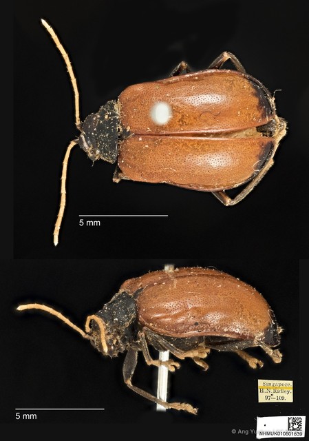 Aplosonyx nigricollis • © Ang Yuchen • CC BY 4.0