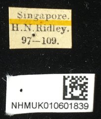 Aplosonyx nigricollis • All Rights Reserved Museum Label