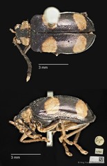 Aplosonyx quadripustulatus • © Ang Yuchen • CC BY 4.0