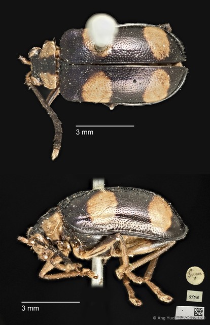 Aplosonyx quadripustulatus • © Ang Yuchen • CC BY 4.0