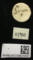 Aplosonyx quadripustulatus • All Rights Reserved Museum Label