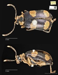 Aplosonyx quadripustulatus • © Ang Yuchen • CC BY 4.0