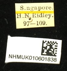 Aplosonyx quadripustulatus • All Rights Reserved Museum Label