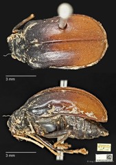 Aplosonyx shelfordi • © Ang Yuchen • CC BY 4.0