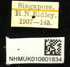 Aplosonyx shelfordi • All Rights Reserved Museum Label