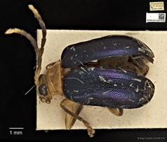 Aplosonyx sumatrensis • © Ang Yuchen • CC BY 4.0
