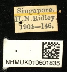 Aplosonyx sumatrensis • All Rights Reserved Museum Label
