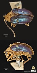 Aplosonyx sumatrensis • © Ang Yuchen • CC BY 4.0