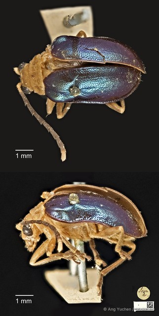Aplosonyx sumatrensis