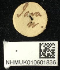Aplosonyx sumatrensis • All Rights Reserved Museum Label