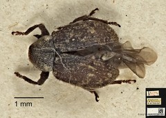 Apolepis aspera • © Ang Yuchen • CC BY 4.0