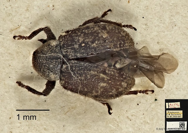 Apolepis aspera • © Ang Yuchen • CC BY 4.0