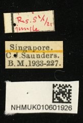Apolepis aspera • All Rights Reserved Museum Label