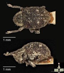 Apolepis aspera • © Ang Yuchen • CC BY 4.0