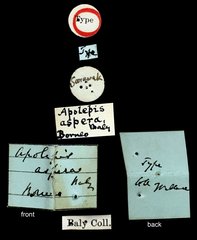 Apolepis aspera • All Rights Reserved Museum Label
