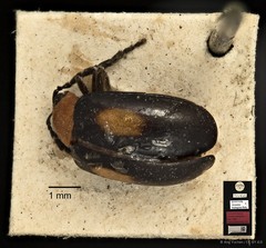 Arcastes biplagiata • © Ang Yuchen • CC BY 4.0