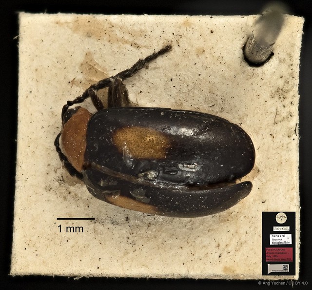 Arcastes biplagiata • © Ang Yuchen • CC BY 4.0
