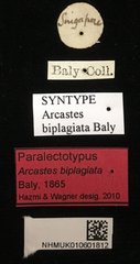 Arcastes biplagiata • All Rights Reserved Museum Label