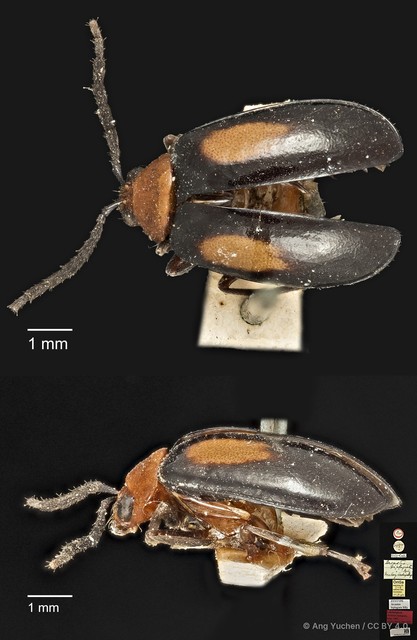 Arcastes biplagiata