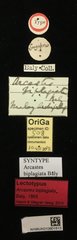Arcastes biplagiata • All Rights Reserved Museum Label