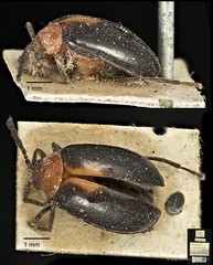 Arcastes suturalis • © Ang Yuchen • CC BY 4.0