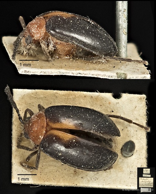 Arcastes suturalis • © Ang Yuchen • CC BY 4.0