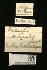 Arcastes suturalis • All Rights Reserved Museum Label