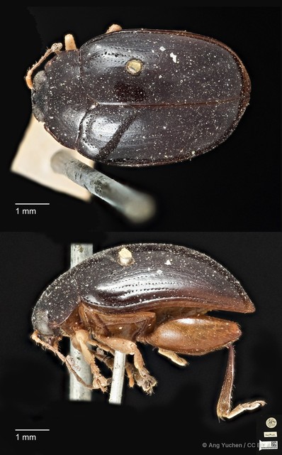 Arsipoda wallacei • © Ang Yuchen • CC BY 4.0