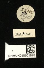 Arsipoda wallacei • All Rights Reserved Museum Label