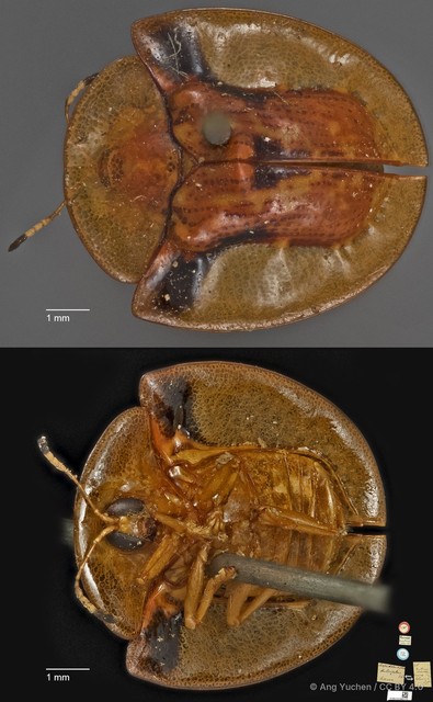 Aspidimorpha dulcicula • © Ang Yuchen • CC BY 4.0