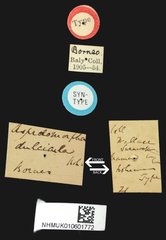 Aspidimorpha dulcicula • All Rights Reserved Museum Label