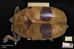 Aspidolopha buquetii • © Ang Yuchen • CC BY 4.0