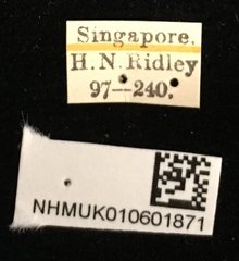Aspidolopha buquetii • All Rights Reserved Museum Label
