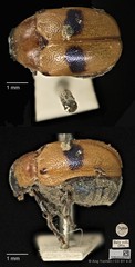 Aspidolopha buquetii • © Ang Yuchen • CC BY 4.0